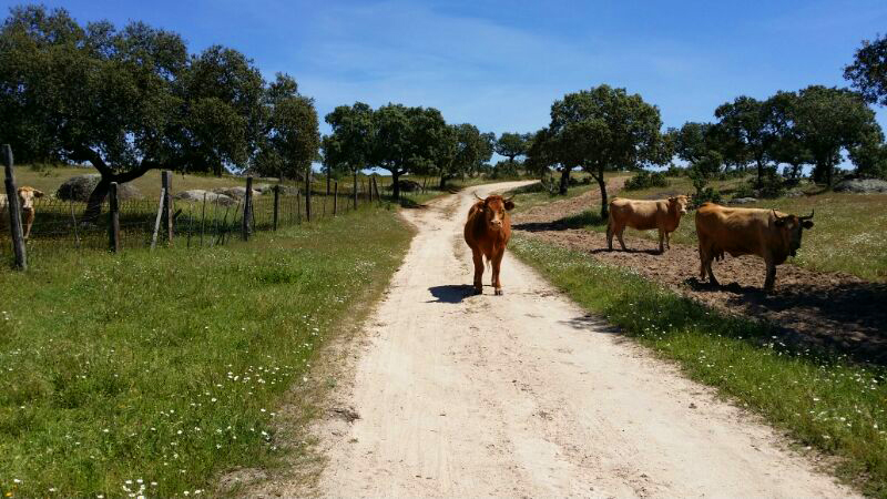 Casa Rural Cornalvo - 54